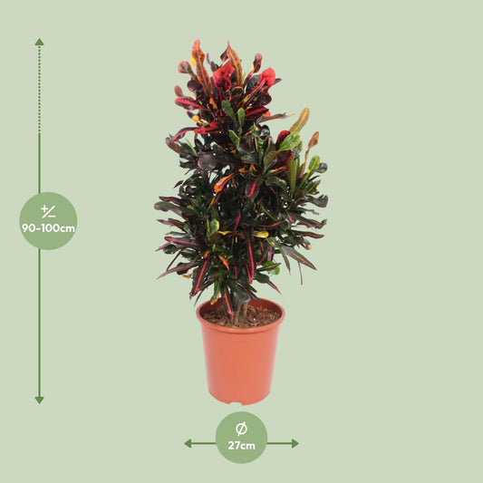 Codiaeum Variegatum Mammi - Ø27cm - ↕100cm 