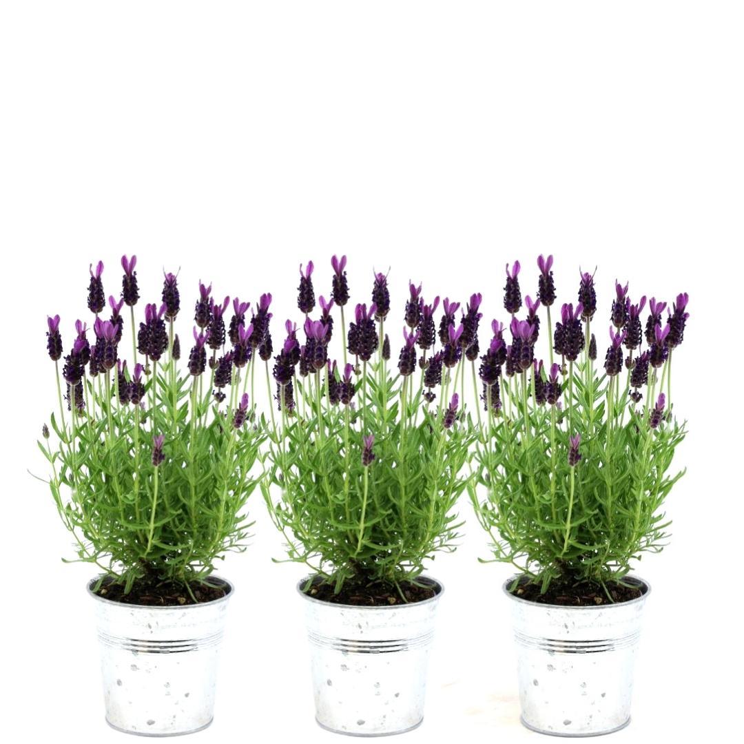 Französischer Lavendel Lavandula stoechas Anouk – Duftender Schopflavendel – 13cm Dekotopf 'Old Look' – 3 Pflanzen – Winterhart & Pflegeleicht 