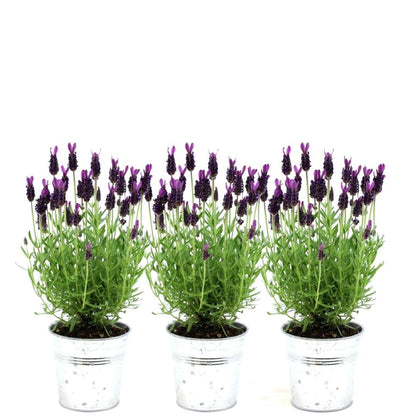 Französischer Lavendel Lavandula stoechas Anouk – Duftender Schopflavendel – 13cm Dekotopf 'Old Look' – 3 Pflanzen – Winterhart & Pflegeleicht 
