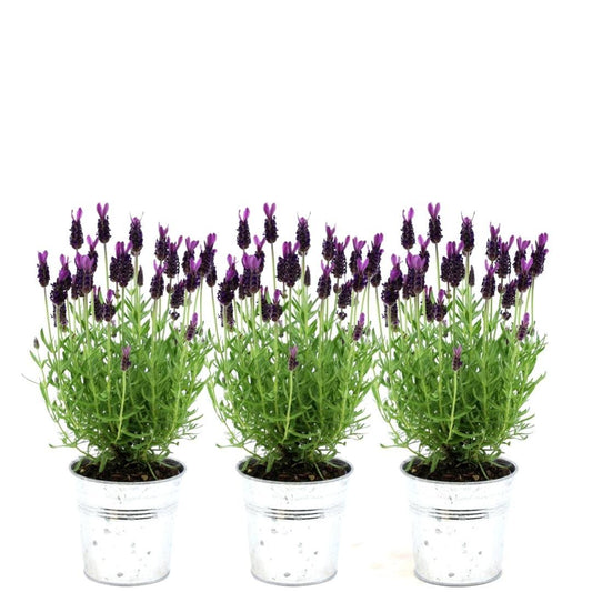 Französischer Lavendel Lavandula stoechas Anouk – Duftender Schopflavendel – 13cm Dekotopf 'Old Look' – 3 Pflanzen – Winterhart & Pflegeleicht 
