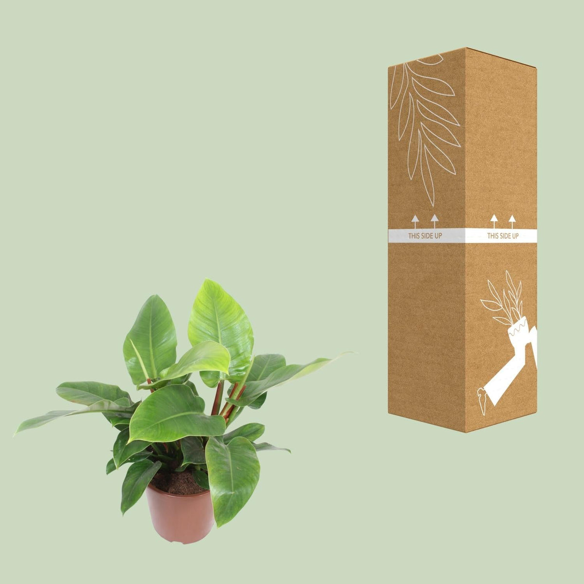 Philodendron Imperial Green - Ø27cm - ↕80cm 