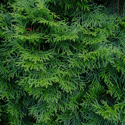 Lebensbaum Thuja occidentalis Smaragd – Immergrüne Heckenpflanze – 8 Pflanzen – 1 m – 9 cm Höhe 30–35 cm – Schnellwachsend & Pflegeleicht 
