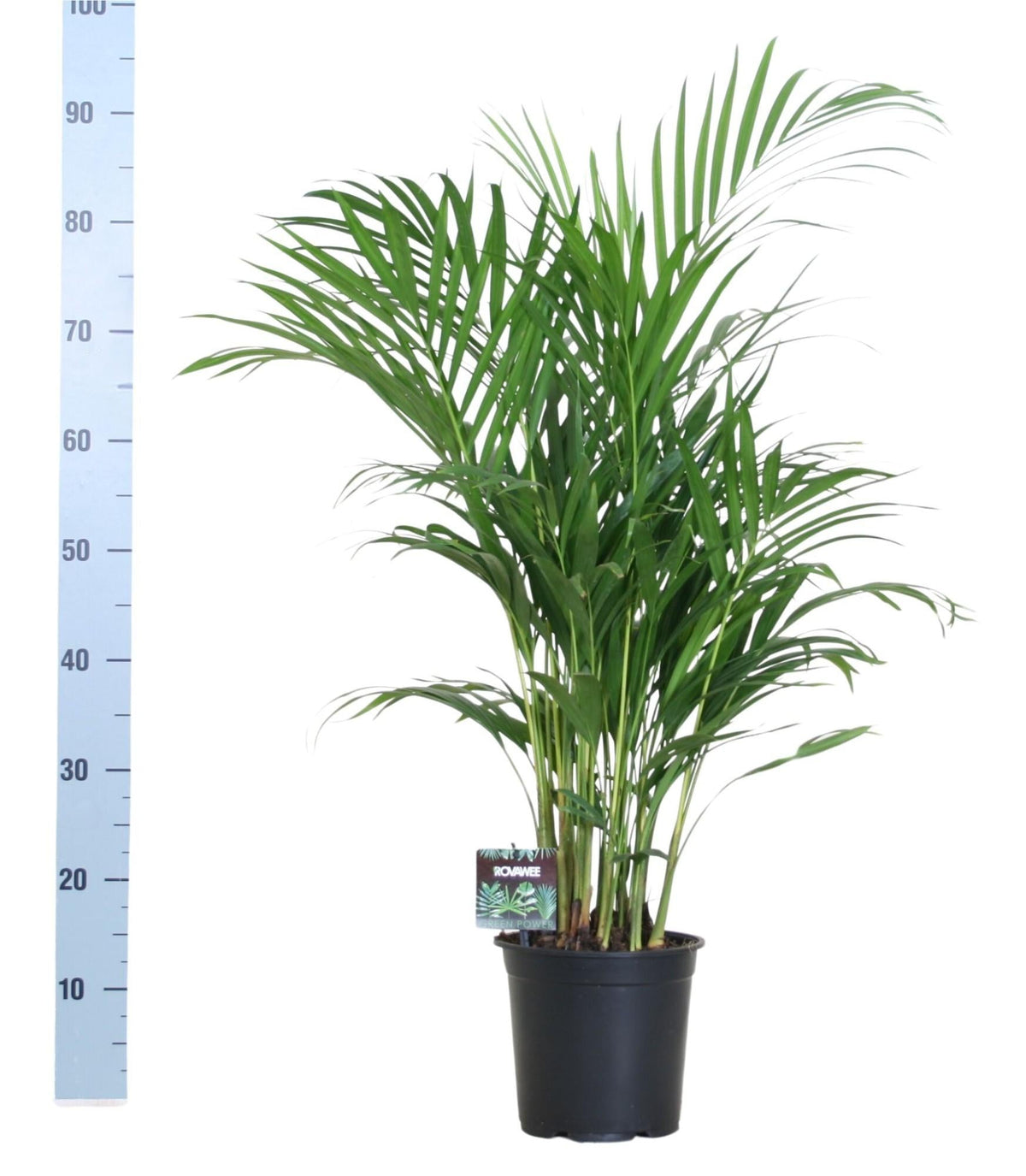 Goldfruchtpalme – Dypsis lutescens – Zimmerpflanze – Luftreinigende Bambuspalme – ca. 100–120 cm hoch – Ø19 cm Topf – Tropisches Raumgrün für Wohnung & Büro 