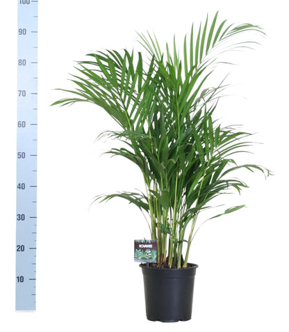 Goldfruchtpalme – Dypsis lutescens – Zimmerpflanze – Luftreinigende Bambuspalme – ca. 100–120 cm hoch – Ø19 cm Topf – Tropisches Raumgrün für Wohnung & Büro 