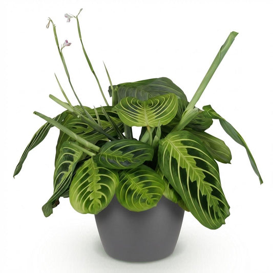 Green boutiQ - Zimmerpflanze - Maranta Fascinator Lemon Lime - Gebetspflanze - Haustierfreundliche Pflanze - Grün - 1 Pflanze - mit Potter Grau - Topf 12cm - Höhe 25cm 