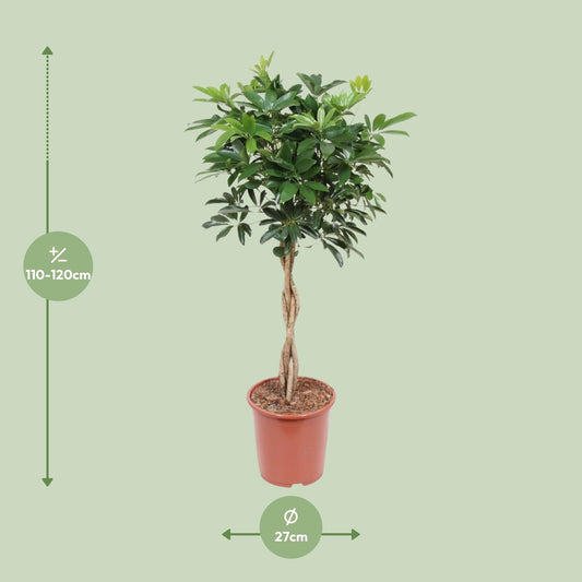 Schefflera Arboricola Compacta - Ø27cm - ↕120cm 