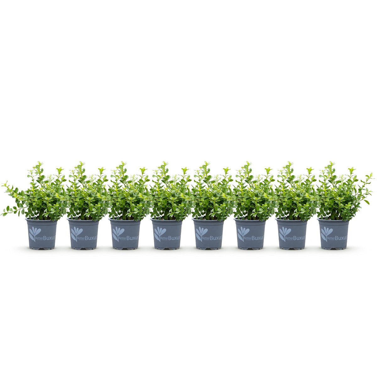 GreenboutiQ - Buxus Hecke - BetterBuxus Babylon Beauty - Resistenz gegen die Buxuskrankheit - 8 Pflanzen - 1 laufender Meter - Topf 9 cm Höhe 20-25 