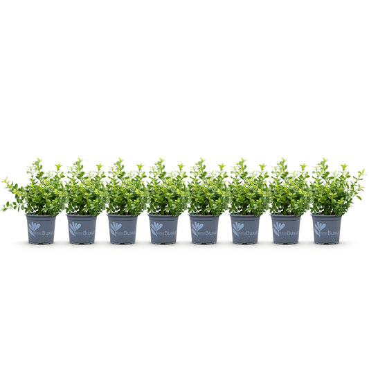 GreenboutiQ - Buxus Hecke - BetterBuxus Babylon Beauty - Resistenz gegen die Buxuskrankheit - 8 Pflanzen - 1 laufender Meter - Topf 9 cm Höhe 20-25 