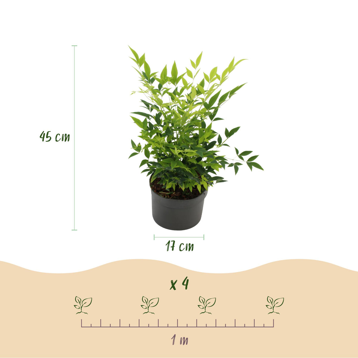 GreenboutiQ - Gartenpflanze - Nandina Lemon & Lime - Gelb - 1 Pflanze - Immergrün - Wenig Pflege - Topf 17cm Höhe 45cm 