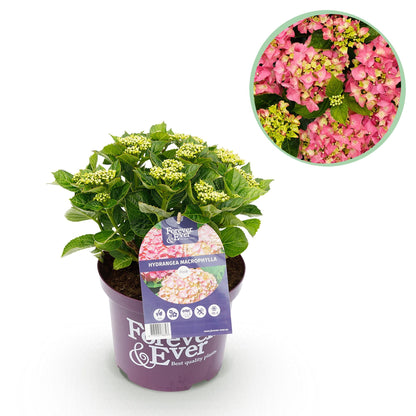Hortensie Hydrangea macrophylla Forever & Ever Rosa – Balkonpflanze – 7-12 Blüten – Topf 23 cm – Höhe 55 cm – Langlebige Blüten – Für Beet, Terrasse & Balkon 