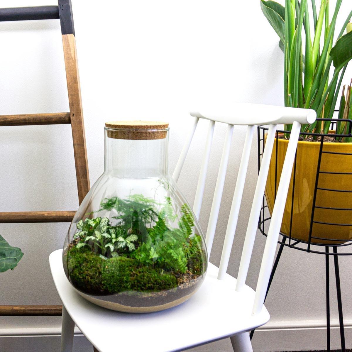 Flaschengarten Sam XL – DIY Bausatz Terrarium – ↕35cm – Do-It-Yourself Pflanzen-Set mit Korkdeckel – Autarkes Mini-Ökosystem – Inkl. Fittonia, Farn, Spargel & Moos – Für Zuhause & Büro 