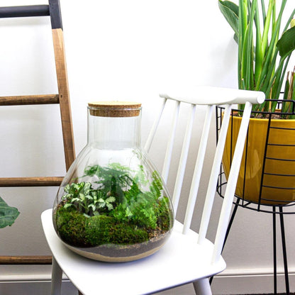 Flaschengarten Sam XL – DIY Bausatz Terrarium – ↕35cm – Do-It-Yourself Pflanzen-Set mit Korkdeckel – Autarkes Mini-Ökosystem – Inkl. Fittonia, Farn, Spargel & Moos – Für Zuhause & Büro 