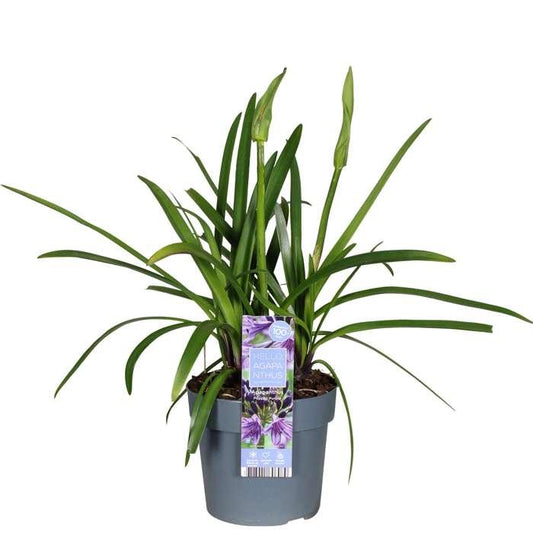 Schmuck-Lilie - Agapanthus 'Poppin Purple' - Ø19cm - ↕30cm 