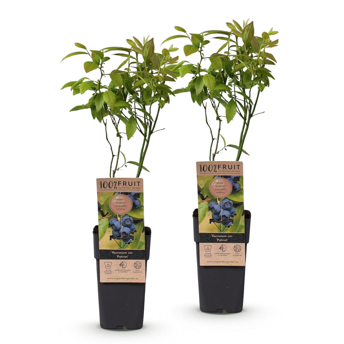Green boutiQ - Fruit Plant - Vaccinium corymbosum Patriot - Blueberry - Hardy - Blue Berry - 2 Plants - Pot 15cm - Height 50cm 