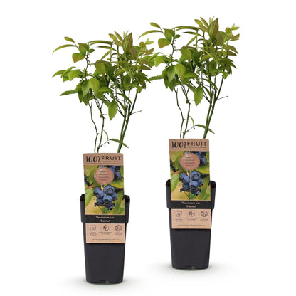 Green boutiQ - Fruit Plant - Vaccinium corymbosum Patriot - Blueberry - Hardy - Blue Berry - 2 Plants - Pot 15cm - Height 50cm 