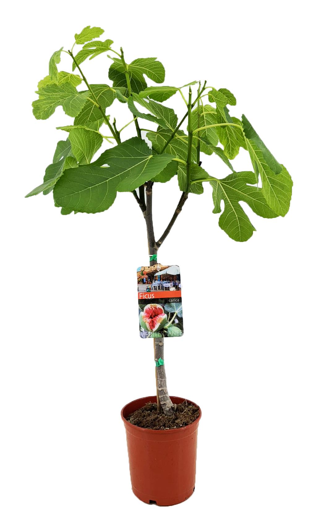 Feigenbaum - Fruchtbaum - Ficus Carica - Ø17cm - ↕80cm 