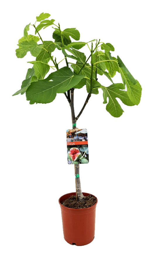 Feigenbaum - Fruchtbaum - Ficus Carica - Ø17cm - ↕80cm 