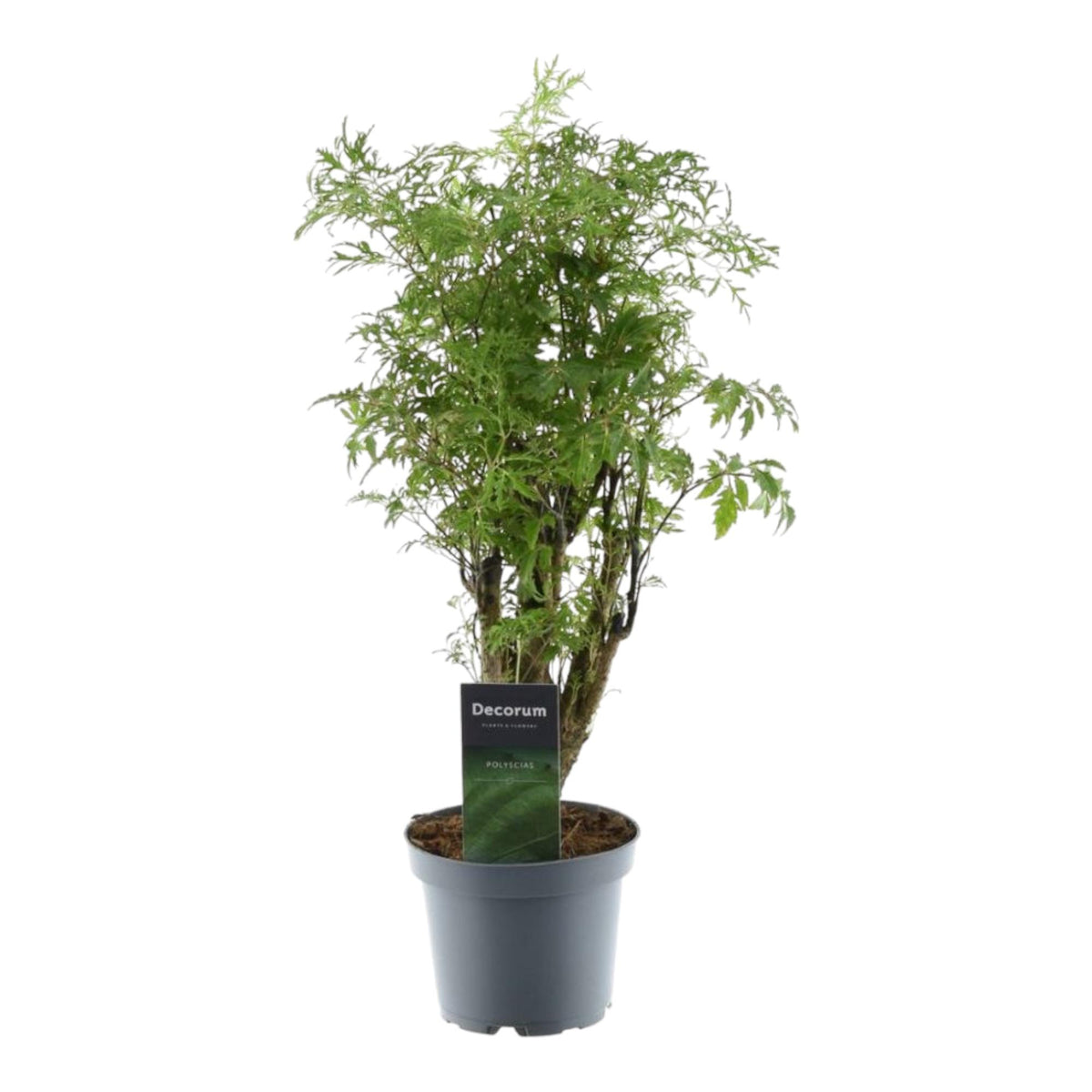 Polyscias Hawaiiana Ming 45cm – Ø12cm – Dekorative Zimmerpflanze mit dichtem, tiefgrünem Blattwerk – Pflegeleicht & ideal für Wohnzimmer, Büro & moderne Innenräume 