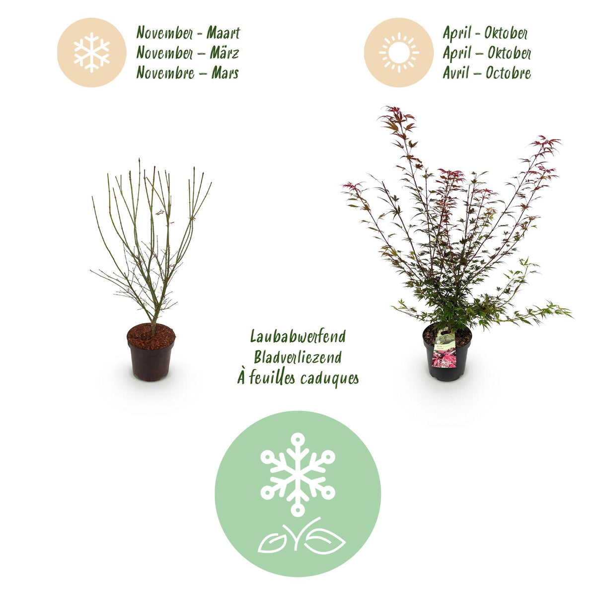 Japanischer Ahorn 'Shaina' – Acer palmatum 'Shaina' – Topf Ø26cm – Höhe 90cm – Ansicht 4