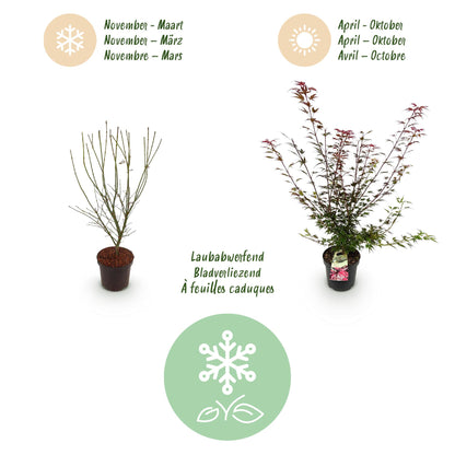 Japanischer Ahorn 'Shaina' – Acer palmatum 'Shaina' – Topf Ø26cm – Höhe 90cm – Ansicht 4