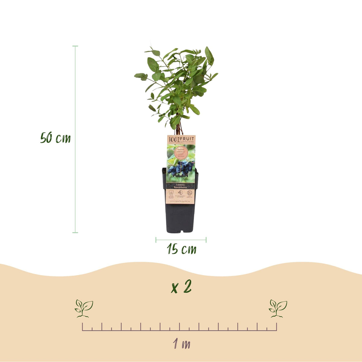 Blaubeere - Honigbeere - Lonicera caerulea Kamchatika - Obstpflanze - 2 Pflanzen - Topf 15cm Höhe 50cm 