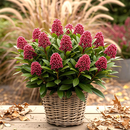 GreenboutiQ - Terrassenpflanze - Skimmia japonica Rubella - Blüte Rot - 15+ Blumen - 2 Pflanzen - Winterhart - Topf 15cm Höhe 30cm 