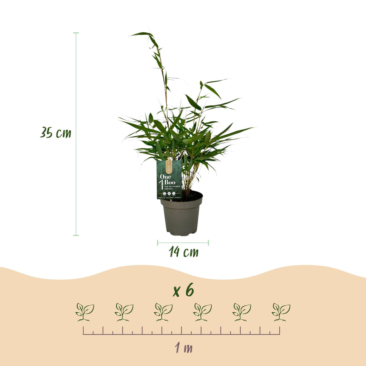 Bambus Fargesia robusta Pingwu immergrüner nicht invasiver Gartenbambus, grüne Sichtschutz Pflanzen, 14cm 35cm hoch 