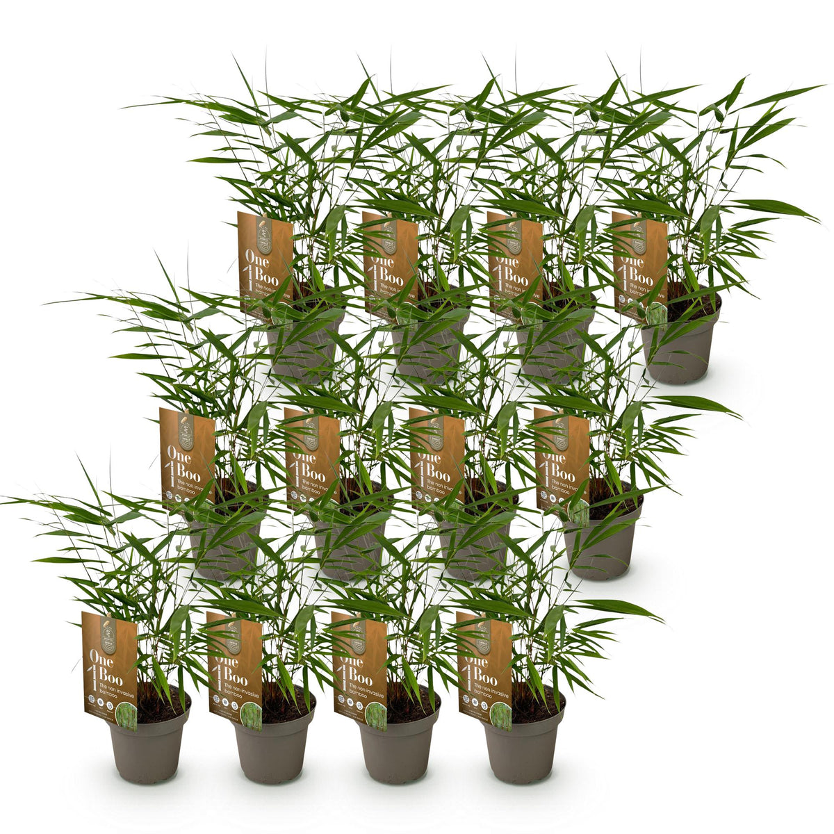 Bambus Fargesia Asian Wonder nicht wuchernder immergrüner Gartenbambus, grüne Sichtschutz Pflanzen, Ø14cm, 35cm hoch 