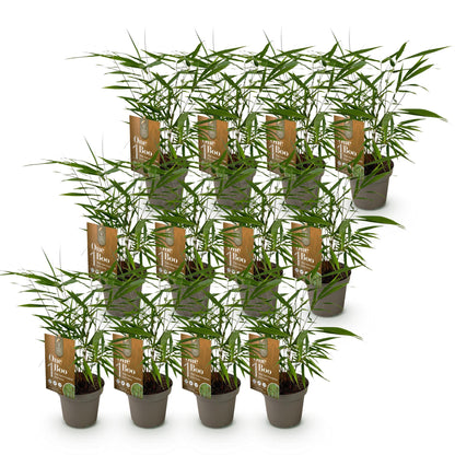Bambus Fargesia Asian Wonder nicht wuchernder immergrüner Gartenbambus, grüne Sichtschutz Pflanzen, Ø14cm, 35cm hoch 