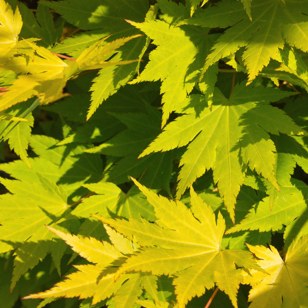 Green boutiQ - Gartenpflanze - Acer palmatum Jordan - Japanischer Ahorn - Laubabwerfend - Gelb - 1 - Topf 26cm - Höhe 90cm 