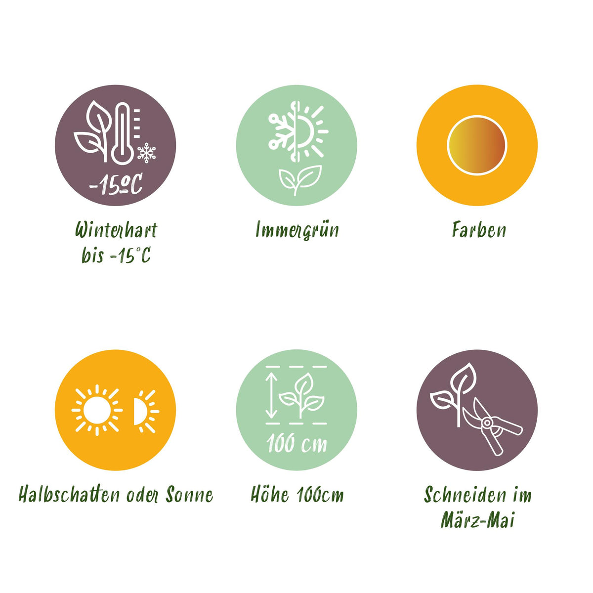 GreenboutiQ - Gartenpflanze - Leucothoe Curly Gold - Gelb - 1 Pflanze - Immergrün - Wenig Pflege - Topf 17cm Höhe 40cm 