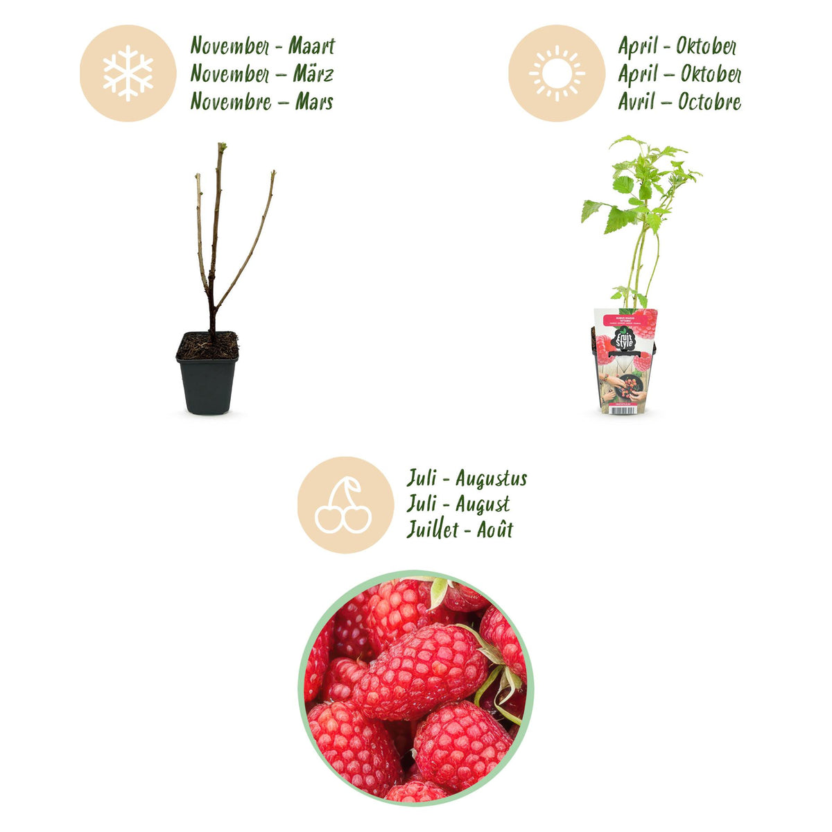 Himbeere Rubus idaeus Heritage winterhart 3 Pflanzen Ø9cm Höhe 30cm – Rote Himbeere für Garten Beet Balkon & Terrasse – Ertragreiche Obstpflanze 