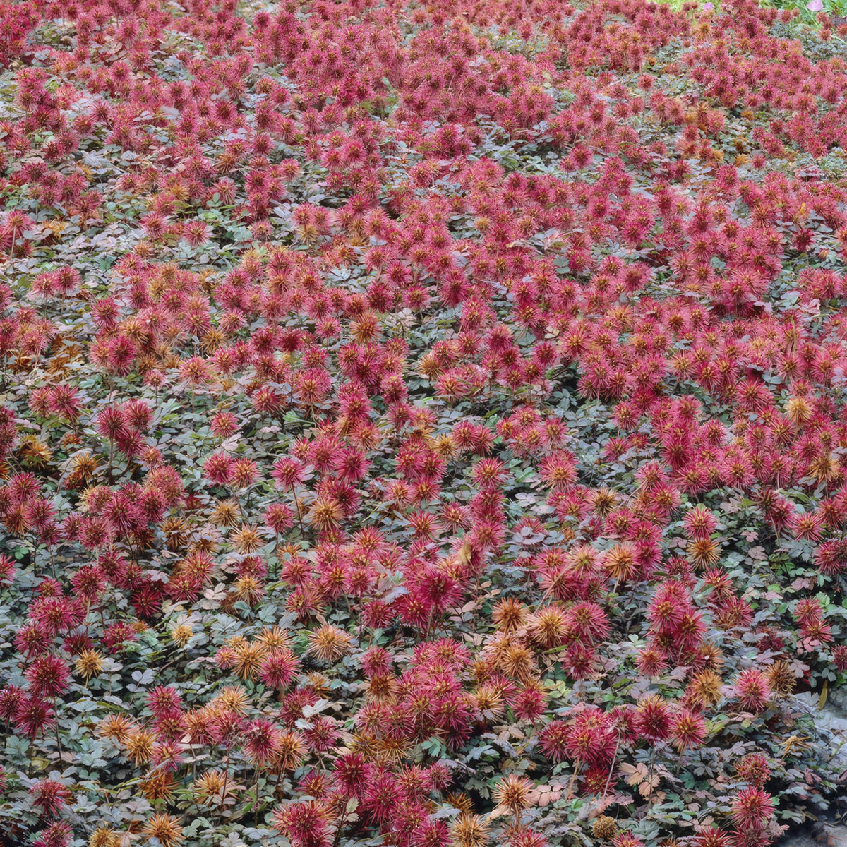 Acaena microphylla 'Kupferteppich' – Bodendecker Ø9cm – Höhe 10-25cm – Flachwachsende, pflegeleichte Pflanze – Für Garten, Steingarten & Wege – 24 Pflanzen 