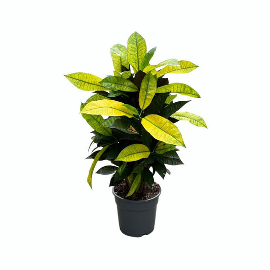 Croton 'Mrs. Iceton' – Zimmerpflanze – Ø17cm – ca. 65cm hoch – Buntlaubige Tropenpflanze – Pflegeleicht & dekorativ – Für helle Innenräume 