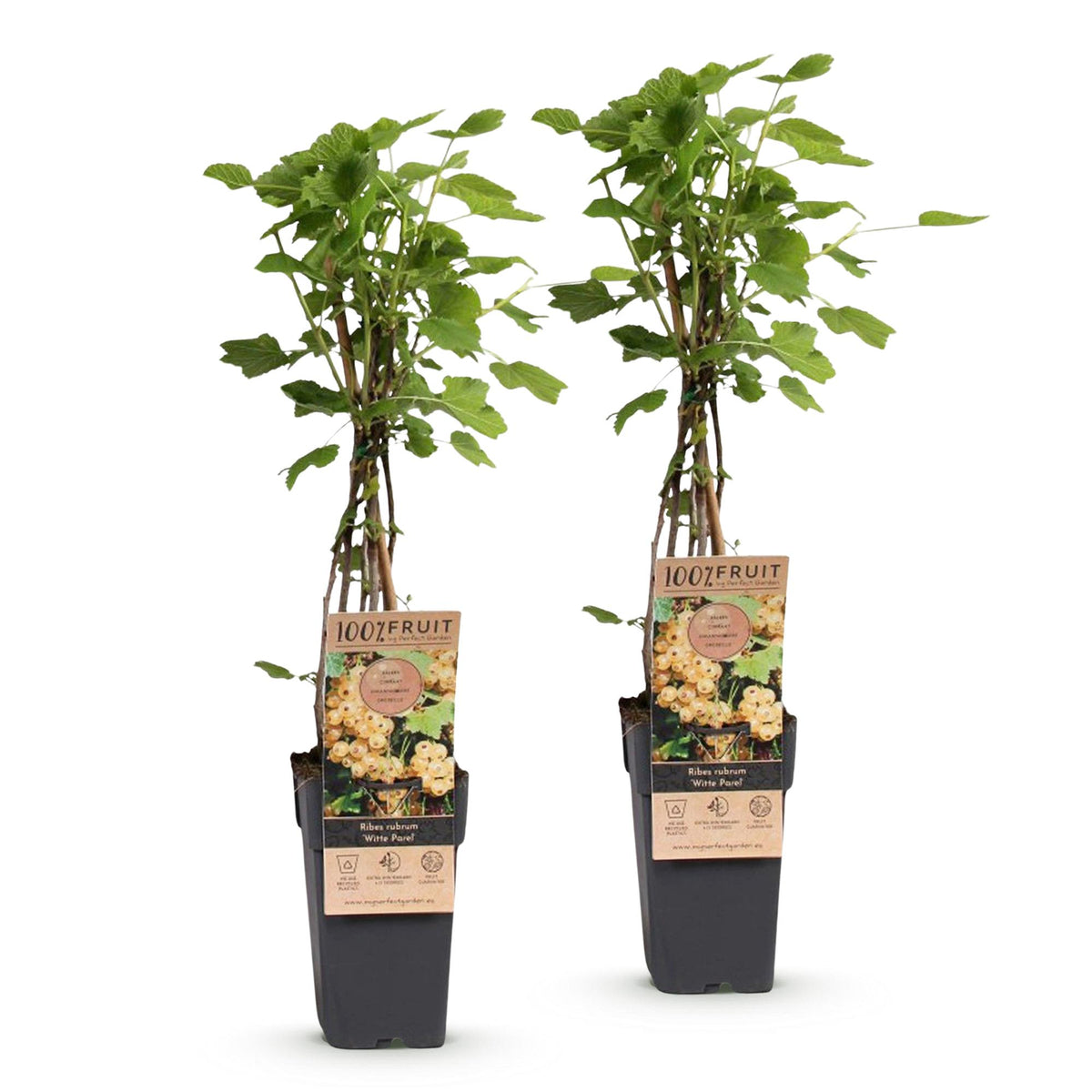 Green boutiQ - Fruit Plant - Ribes rubrum Witte Parel - Berry Plant - Hardy - White Currant - 2 Plants - Pot 15cm - Height 50cm 