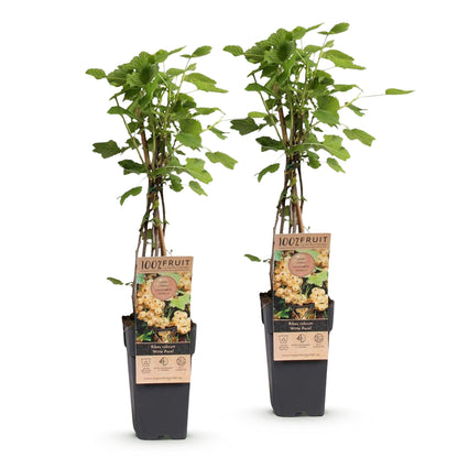 Green boutiQ - Fruit Plant - Ribes rubrum Witte Parel - Berry Plant - Hardy - White Currant - 2 Plants - Pot 15cm - Height 50cm 