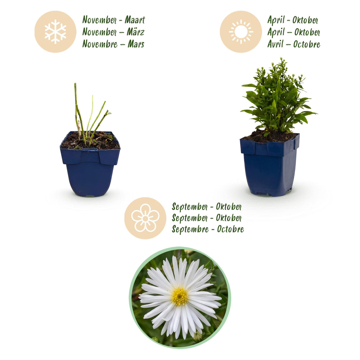 Kissenaster 'Schneekissen' – Aster dumosus Schneekissen – Ø11cm – Bienenfreundliche Staude für Garten & Balkon – Ansicht 4