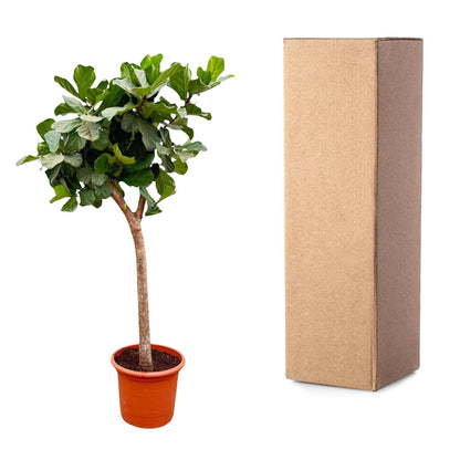 Ficus Lyrata boom XXXL - 230cm - ø40-45 