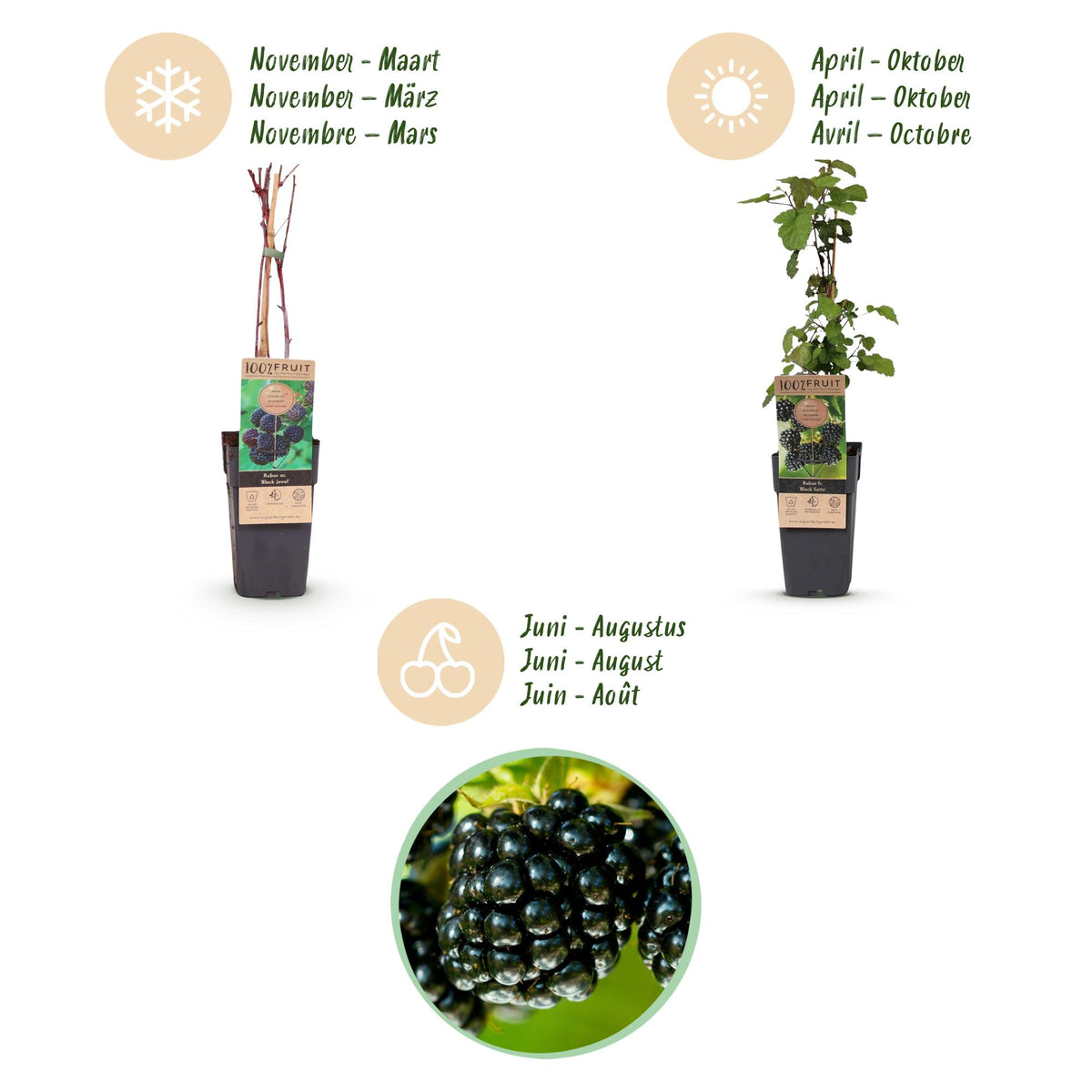 Green boutiQ - Fruit Plant - Rubus fruticosus Black Satin - Blackberry Plant - Hardy - Black Raspberry - 2 Plants - Pot 15cm - Height 50cm 
