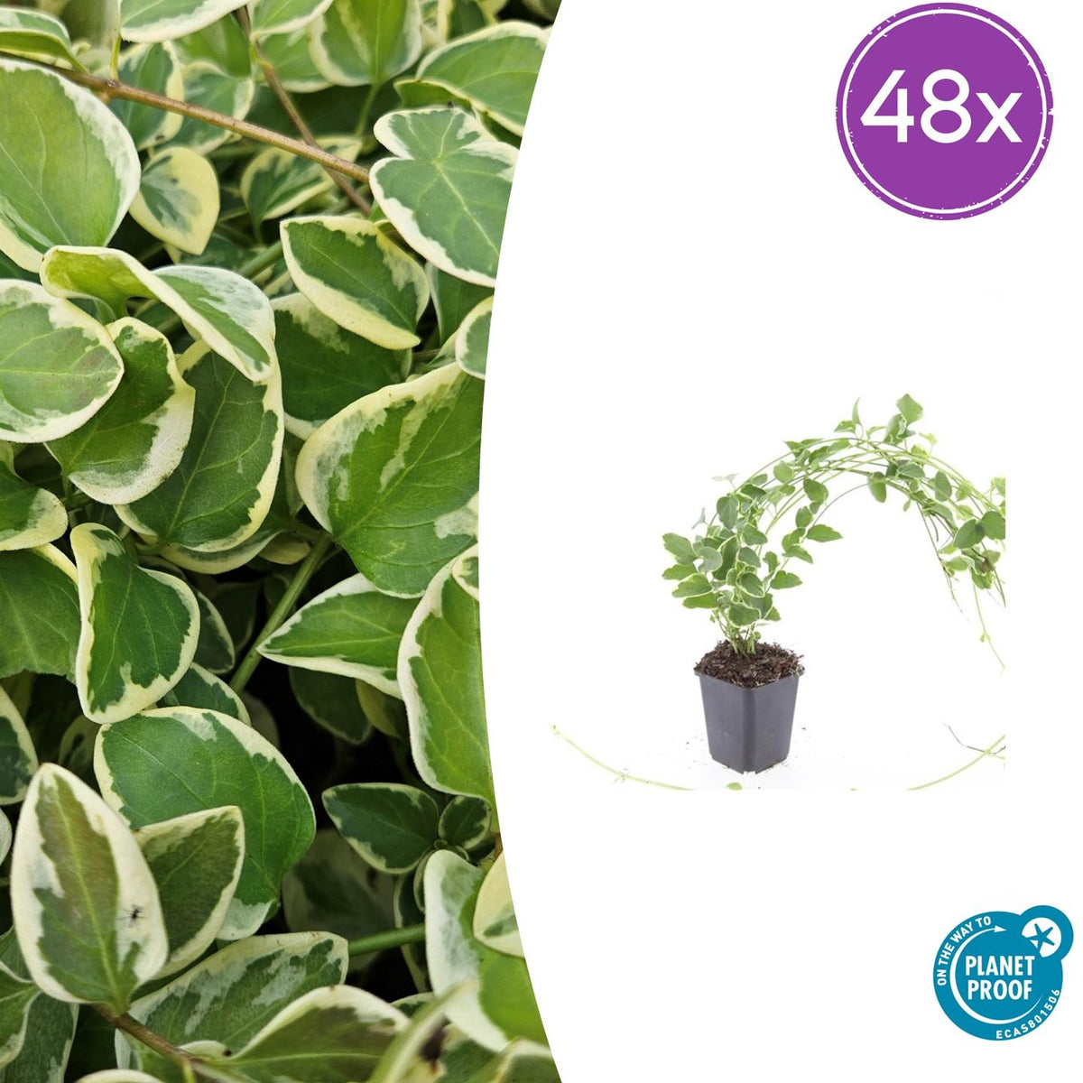 Kleines Immergrün Vinca major 'Variegata' – ↕10-25cm – Ø9cm – Bodendecker – Wintergrün – Schattentauglich – Ansicht 18