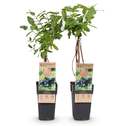 Blaubeere - Honigbeere - Lonicera caerulea Kamchatika - Obstpflanze - 2 Pflanzen - Topf 15cm Höhe 50cm 