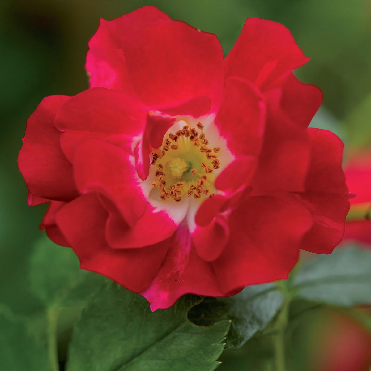 Kletterrose – Rosa Red Queen – Rote Blüten – Stark duftend – 2 Pflanzen – 11cm – Höhe 40cm – Geringer Pflegeaufwand 