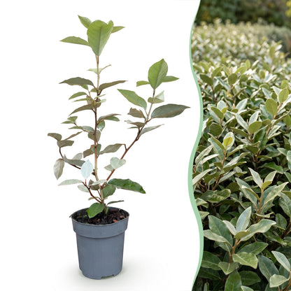 Ölweide 'Compacta' – Elaeagnus ebbingei 'Compacta' – 16 Heckenpflanzen – Topf Ø9cm – Höhe 25-35cm – Ansicht 3