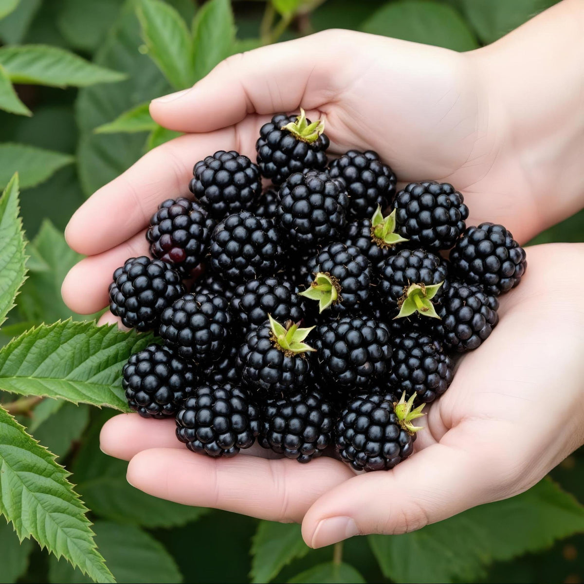 GreenboutiQ - Obstpflanzen - Immergrüne Brombeere - Rubus Thornless Evergreen - Winterhart - 6 Pflanzen - Topf 9 cm - Schwarze Brombeere 