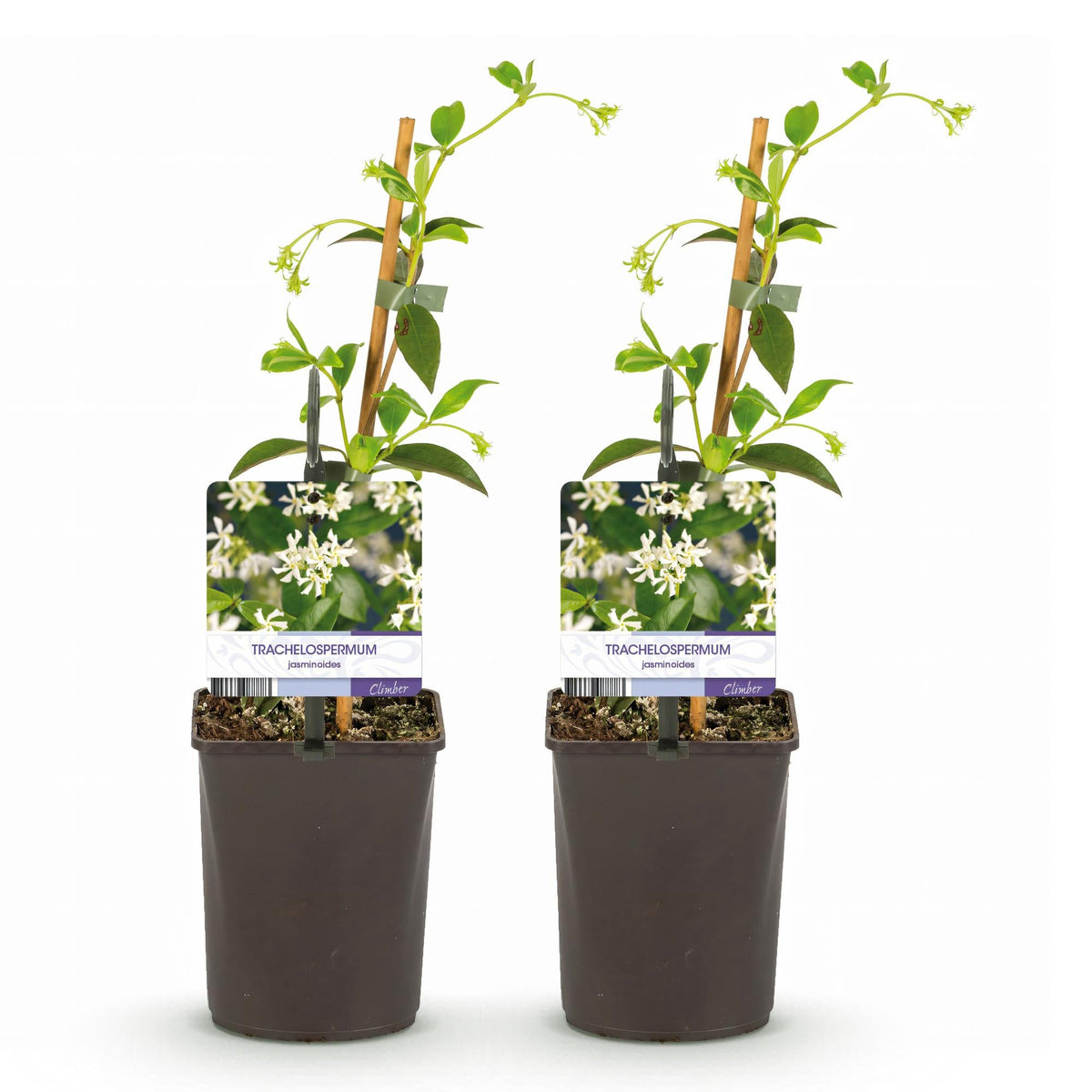 Trachelospermum jasminoides – Toskanischer Sternjasmin – 2 Pflanzen 11cm – ca. 40cm hoch – Immergrüne duftende Kletterpflanze – Winterhart & dekorativ für Pergola, Zaun & Balkon 