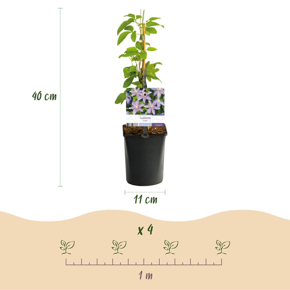 Kletterpflanze - Clematis Justa - Blüte Hellblau - Wenig Pflege - 2 Pflanzen - Topf 11cm Höhe 40cm 