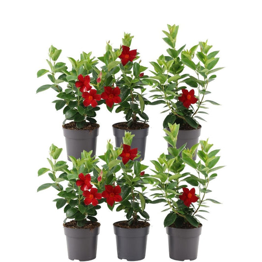 Dipladenia Red – Mandevilla Red – Kletterpflanze – Ø12 cm – ↕25 cm – Pflegeleicht – Lange Blütezeit – Innen & Außen – 6 Pflanzen 