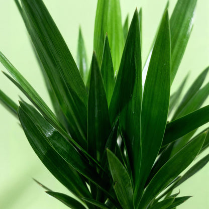 Palmlilie Yucca Elephantipes – 140cm – 24cm – Pflegeleichte Palmlilie mit schmalen, grünen Blättern – Robuste Zimmerpflanze für helle & halbschattige Wohnbereiche 