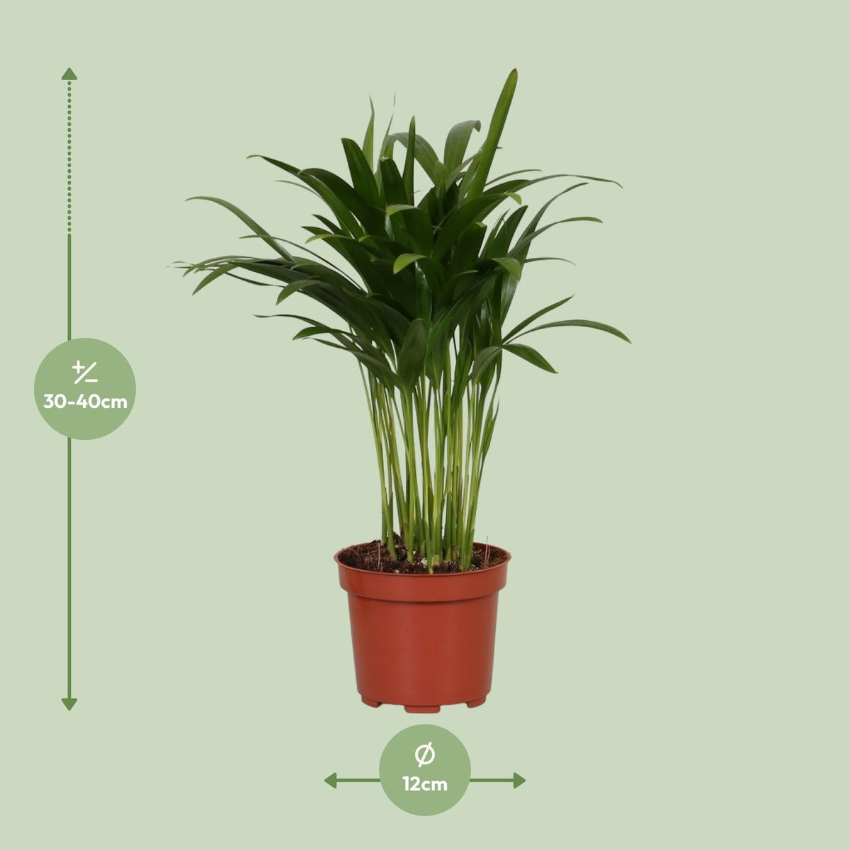 Areca Catechu - Ø12cm - ↕35cm 