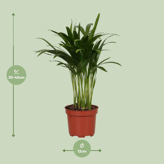Areca Catechu - Ø12cm - ↕35cm 